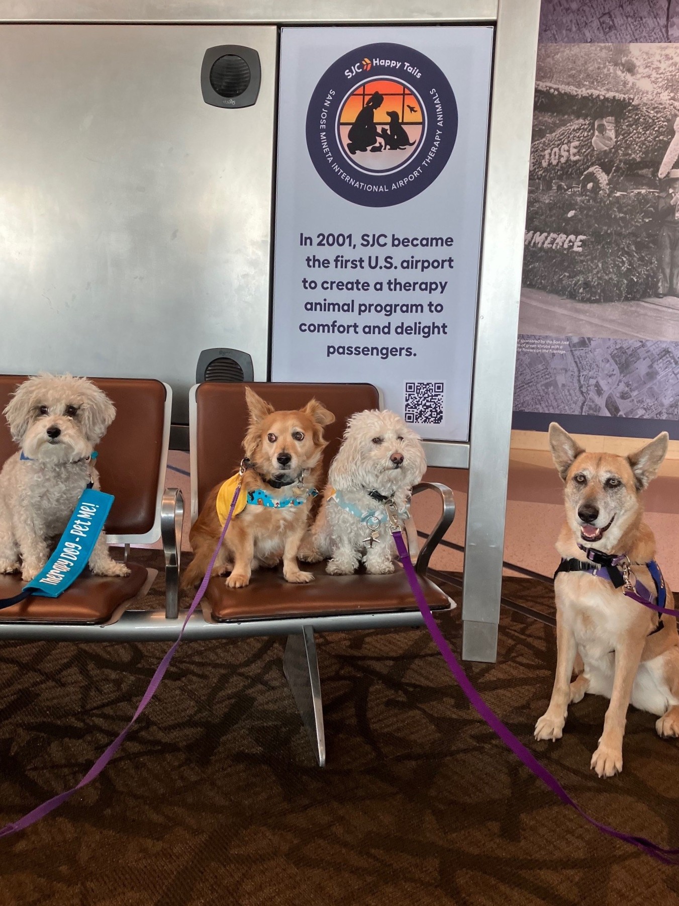 SJC Happy Tails animals