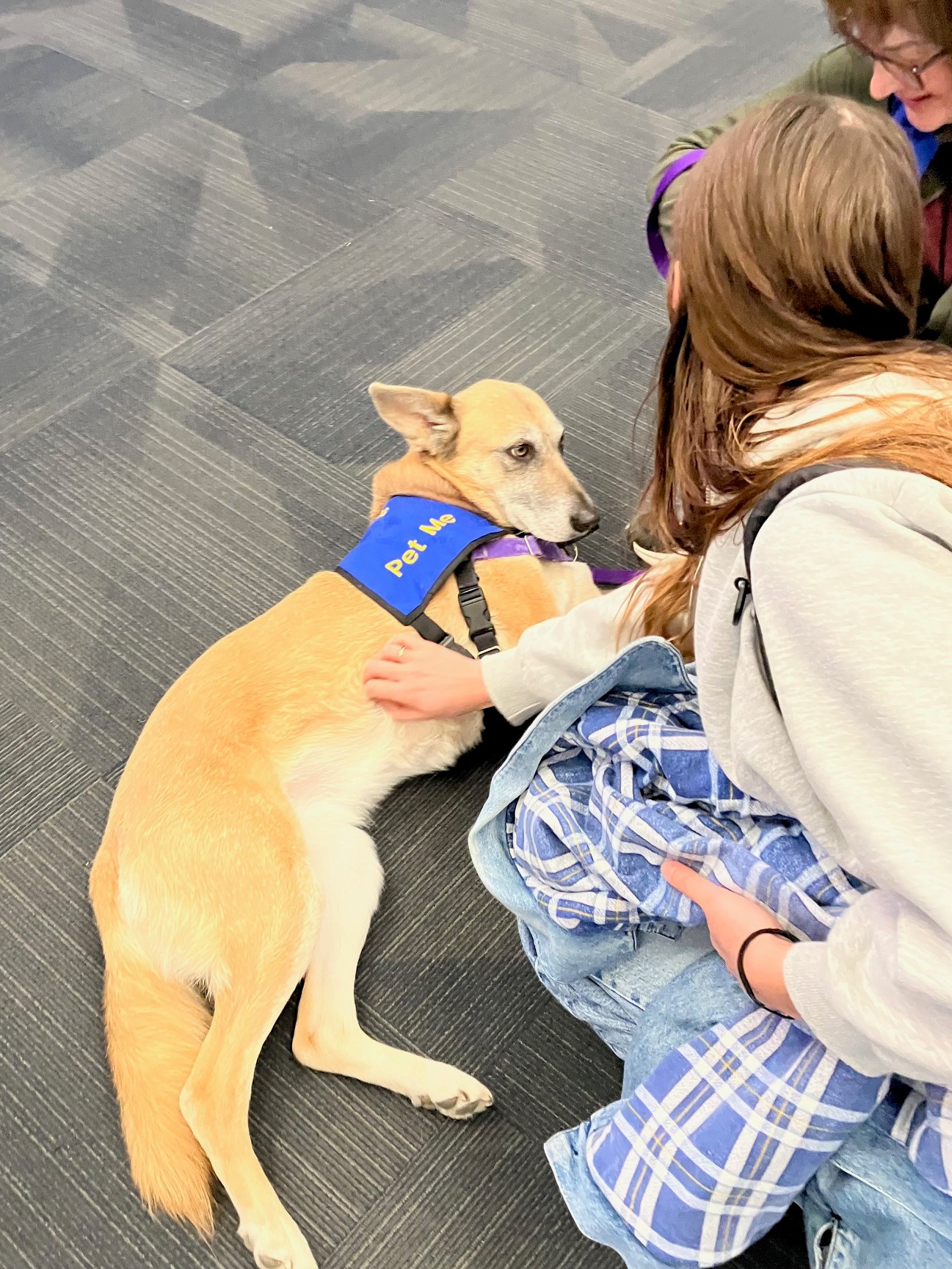 Therapy animal at SJC