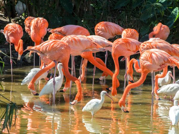 Orlando Flamingos