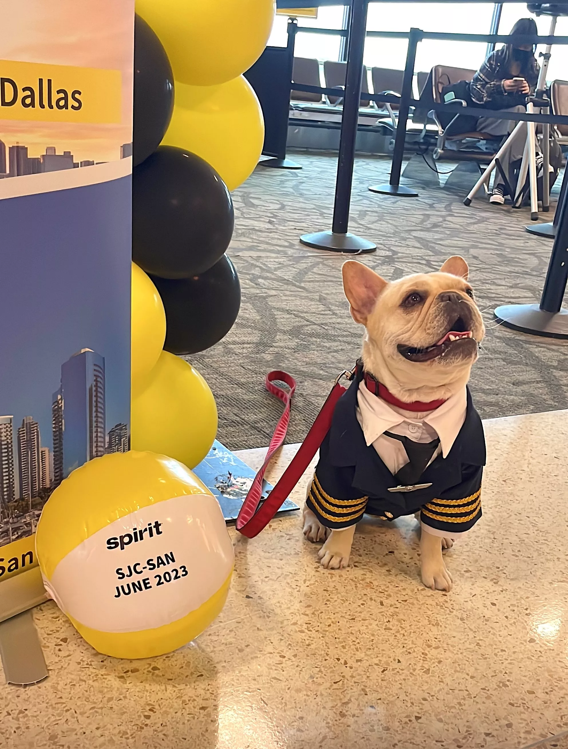 Bochy therapy animal