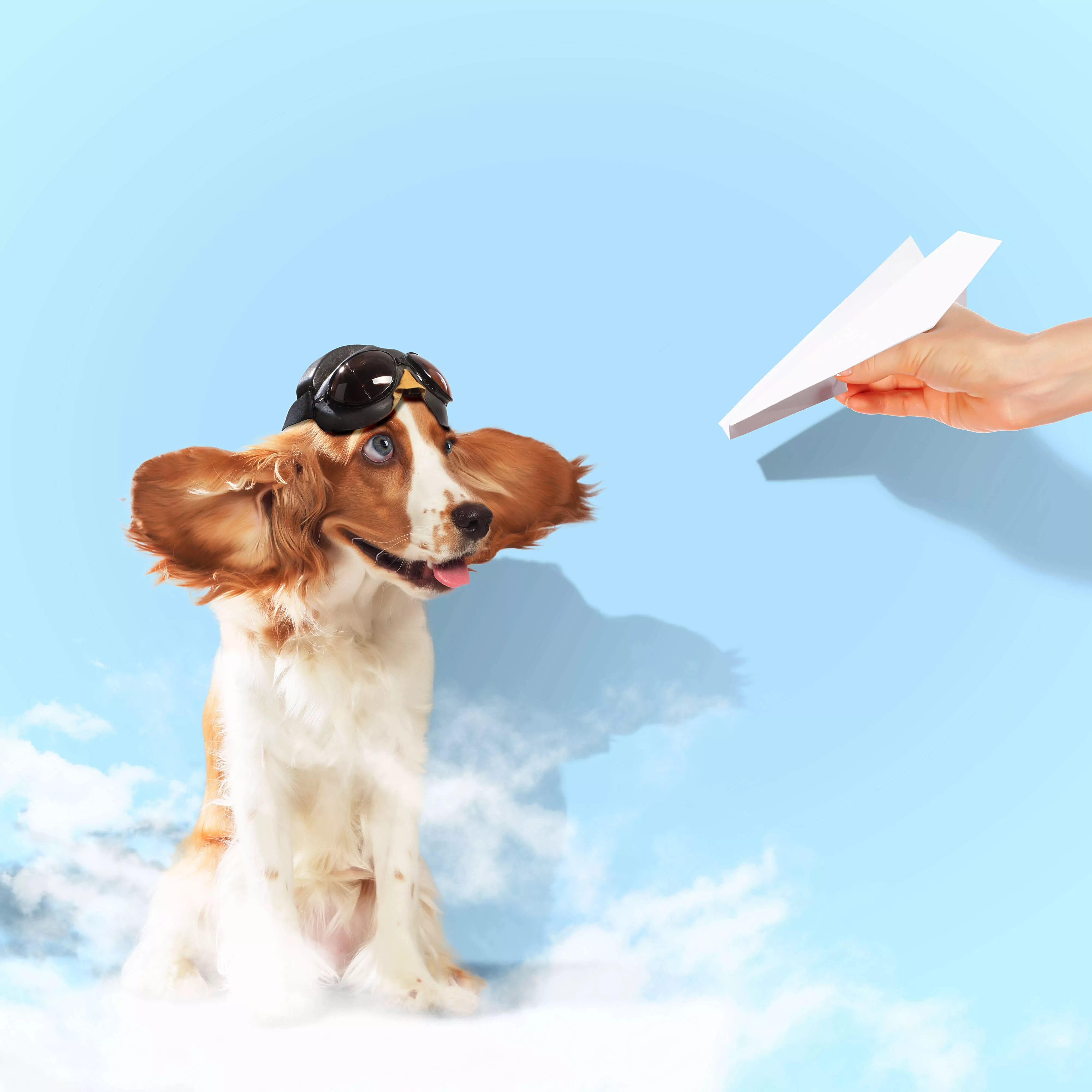Dog and Paper Airplane