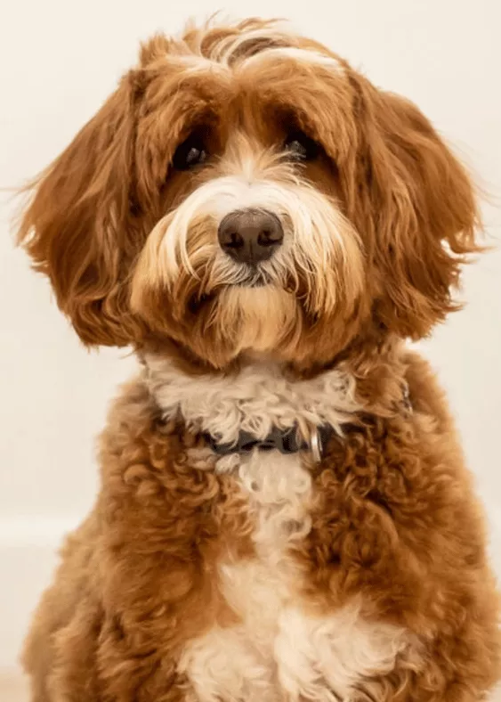 Baci - Australian Labradoodle