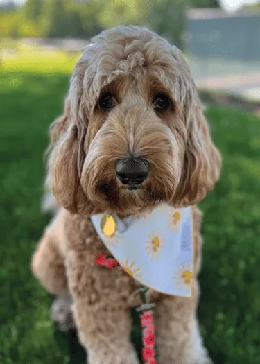 Baylee - Australian Labradoodle