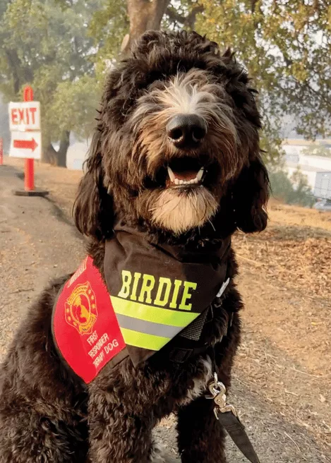 Birdie - Sheepadoodle