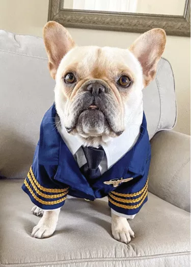 Bochy - French Bulldog