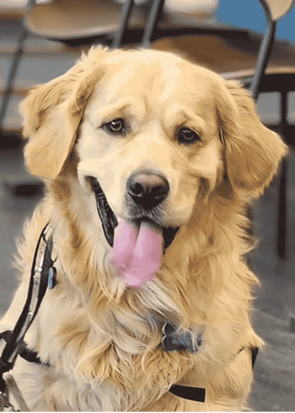 Bodie - Golden Retriever