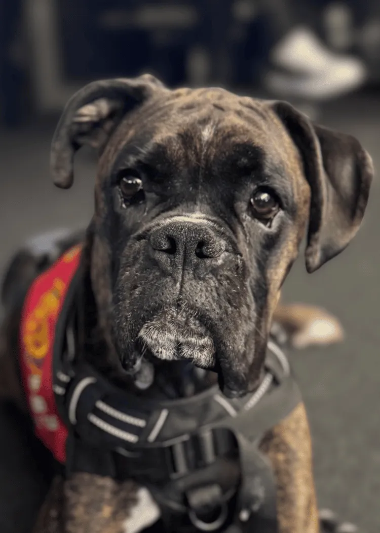 Bruce - Boxer
