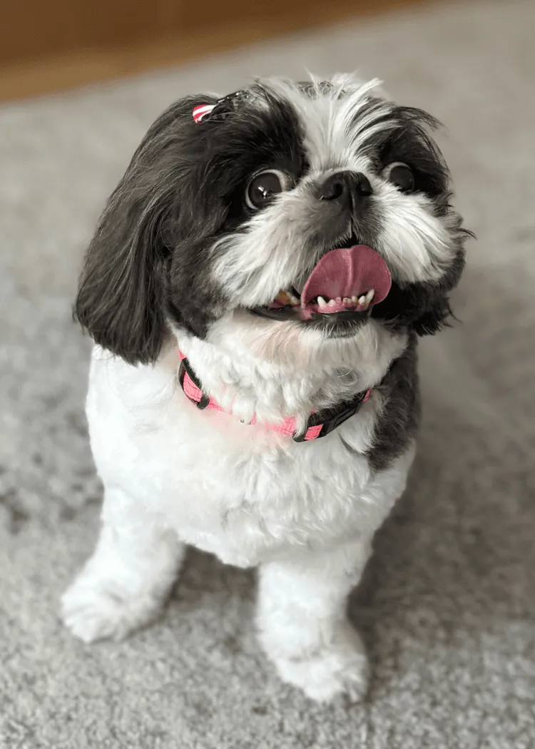 Chia -  Shih Tzu