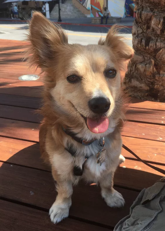 Cider - Corgi/Pomeranian