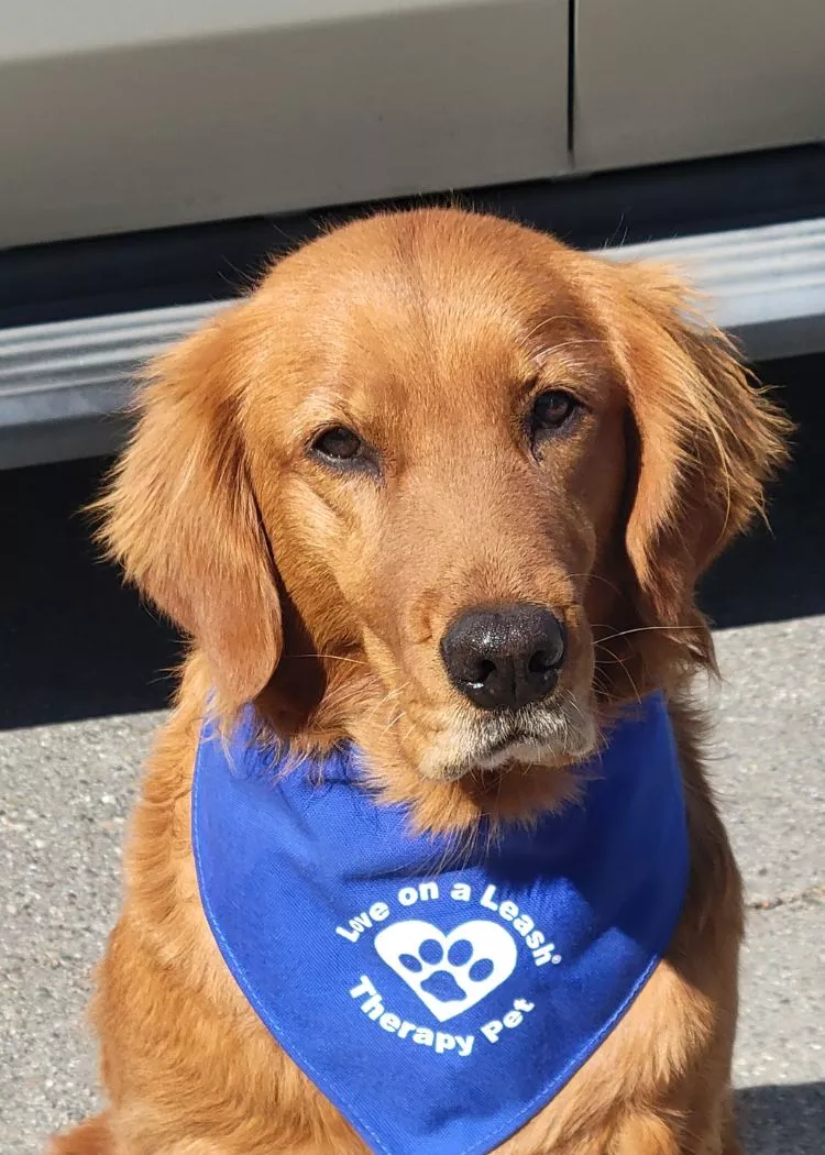 Crystal - Golden Retriever