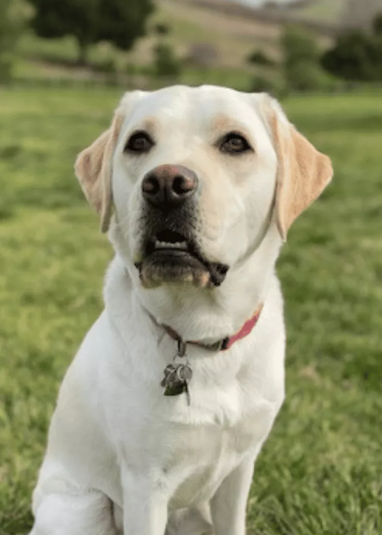 Emery - Yellow Lab
