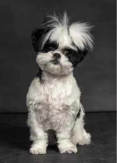 Emi - Maltese Shih Tzu Mix