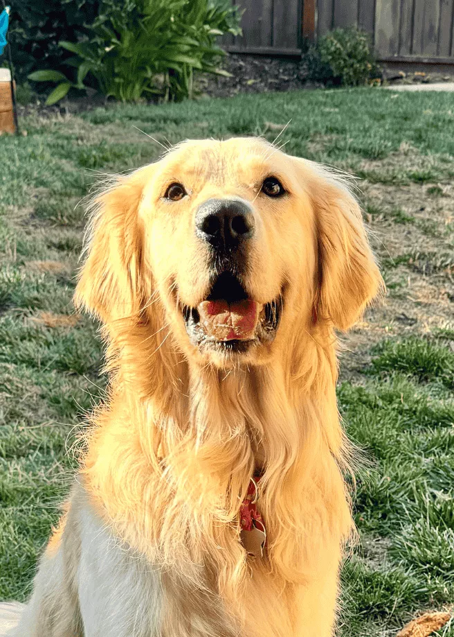 Freya - Golden Retriever