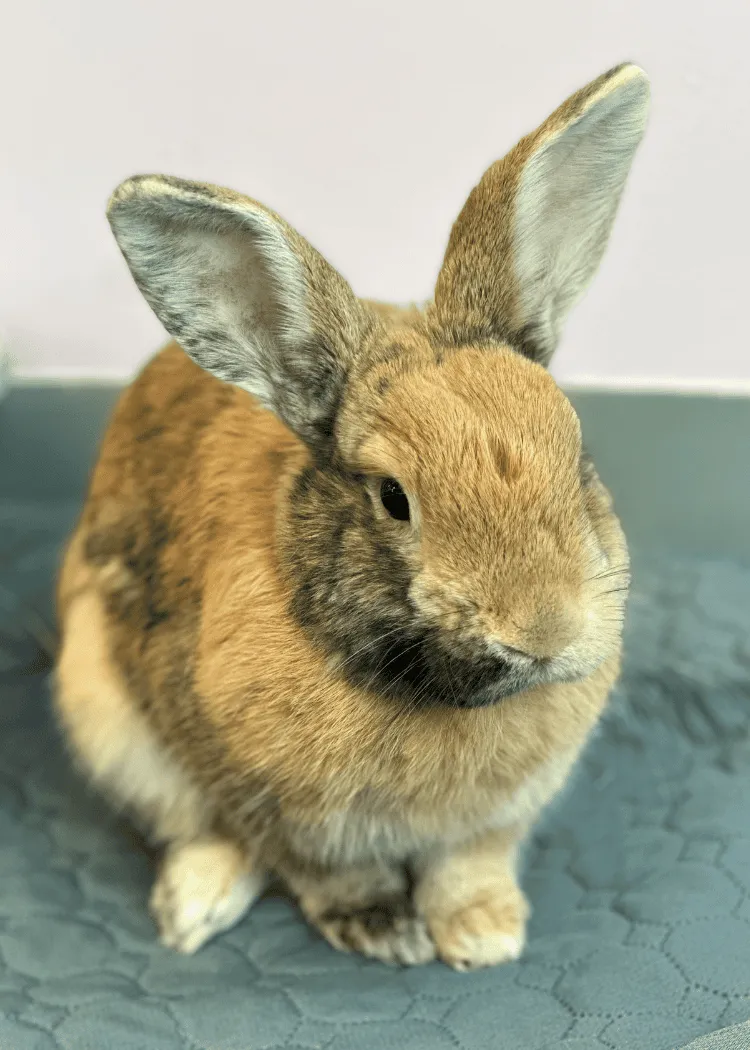 Galaxy - Harlequin Rabbit