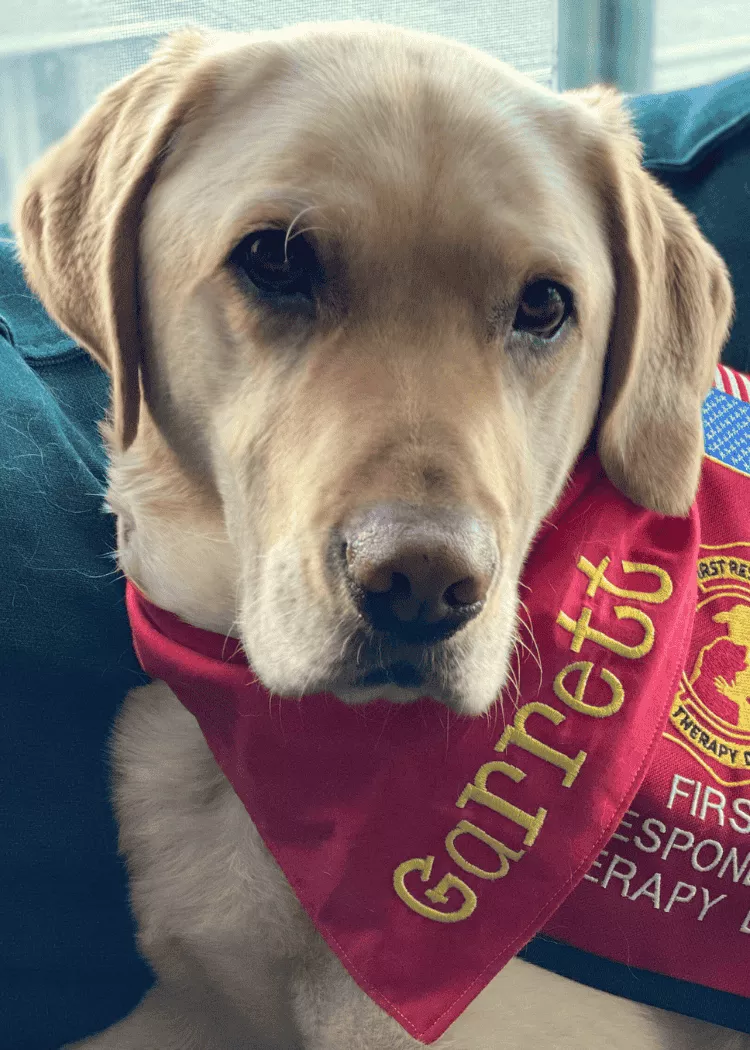 Garrett - Yellow Lab