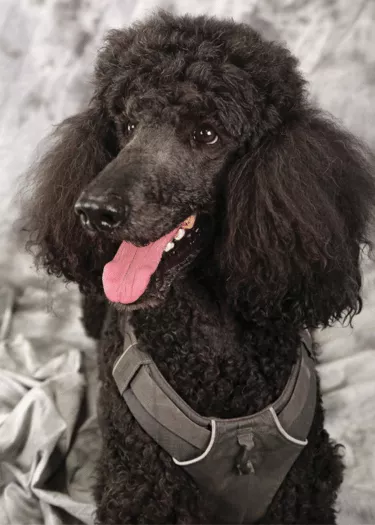 Gibson - Standard Poodle