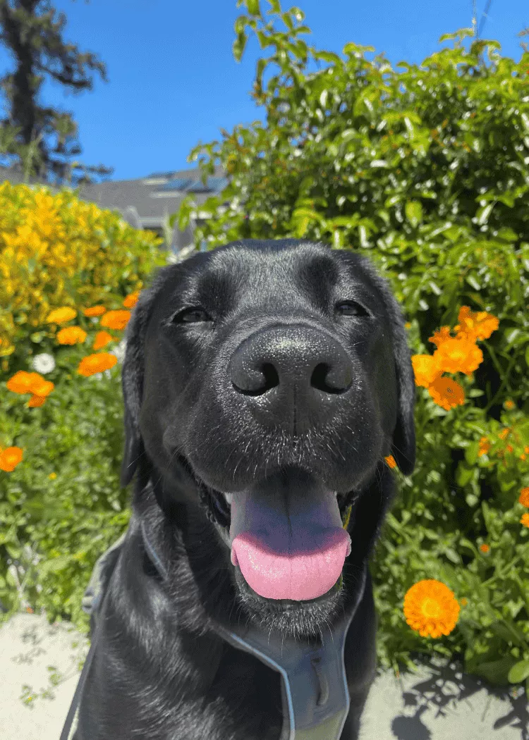 Guava - Black Labrador Retriever