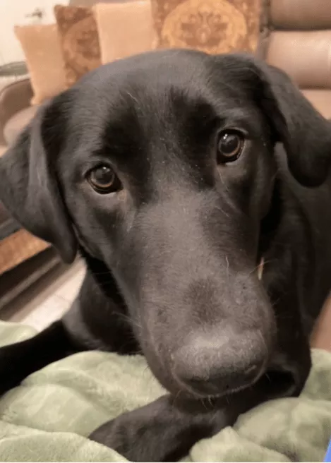 Ivy - Labrador Retriever