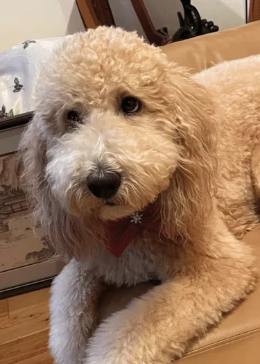 Keiko - Goldendoodle