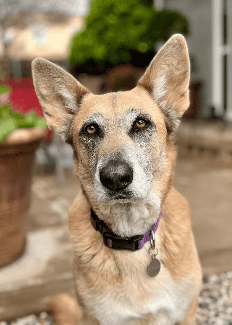 Kiki - German Shepard Mix