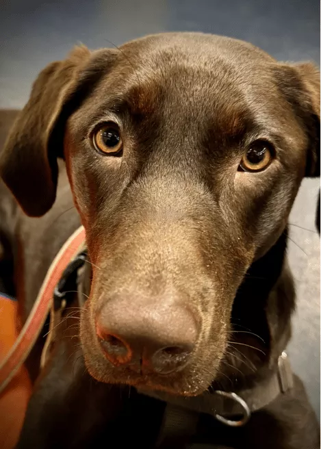 Kinsey - Chocolate Labrador Retriever