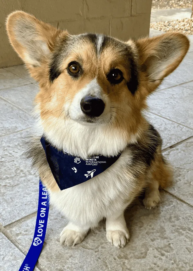 Lark - Pembroke Welsh Corgi