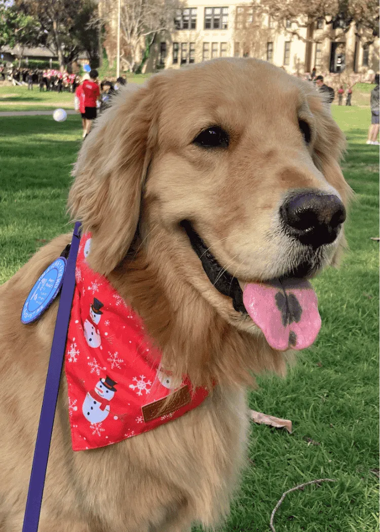 Lightning - Golden Retriever