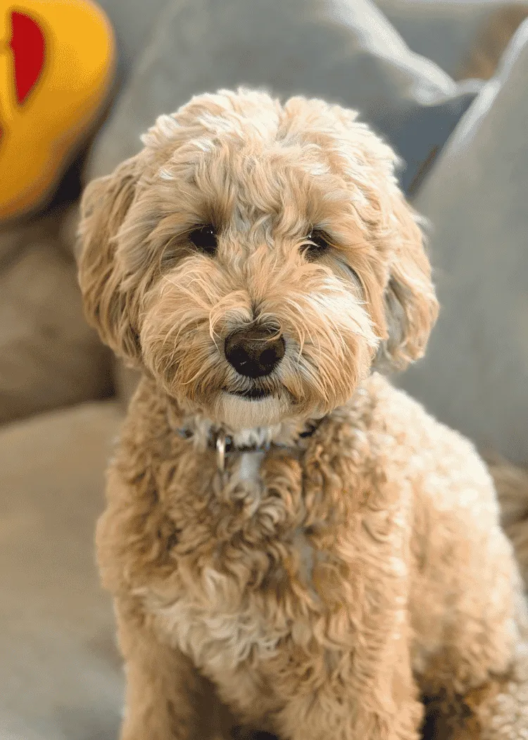 Loki - Goldendoodle