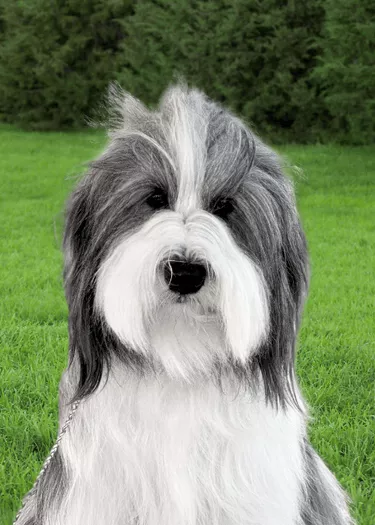 Lucy - Bearded Collie