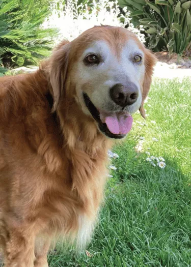 Lucy - Golden Retriever