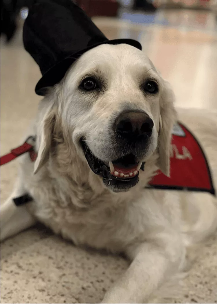 Lyla - English Cream Golden Retriever