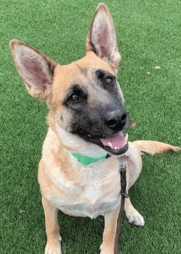 Mari - German Shepard