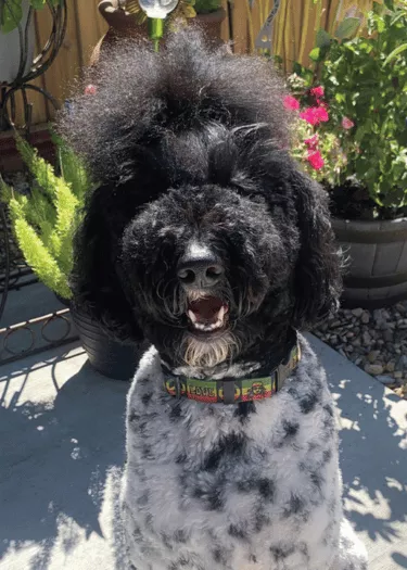 Marley - Goldendoodle