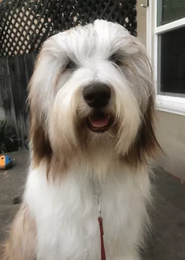 Matilda - Bearded Collie