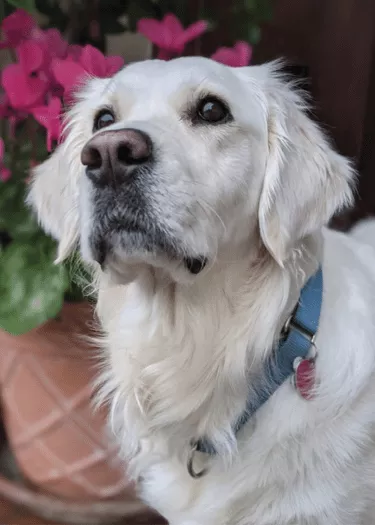Misty - English Cream Golden Retriever