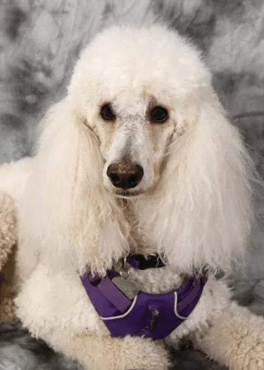 Oakley - Standard Poodle
