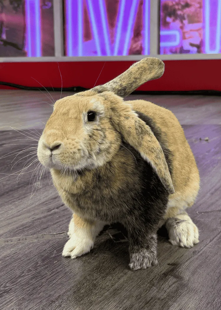 Ohare - Harlequin Bunny