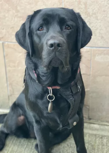 Shadow - Labrador Retriever