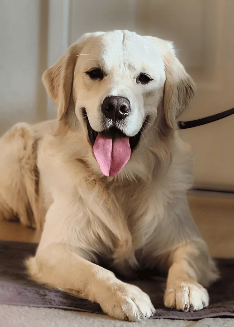 Shamar - Golden Retriever