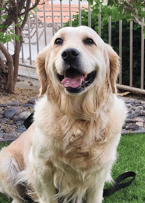Shiloh - English Golden Retriever