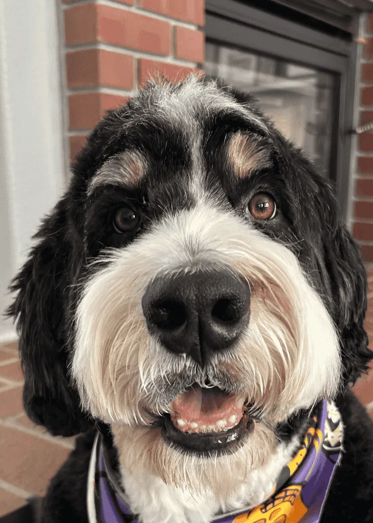 Stanley - Bernedoodle