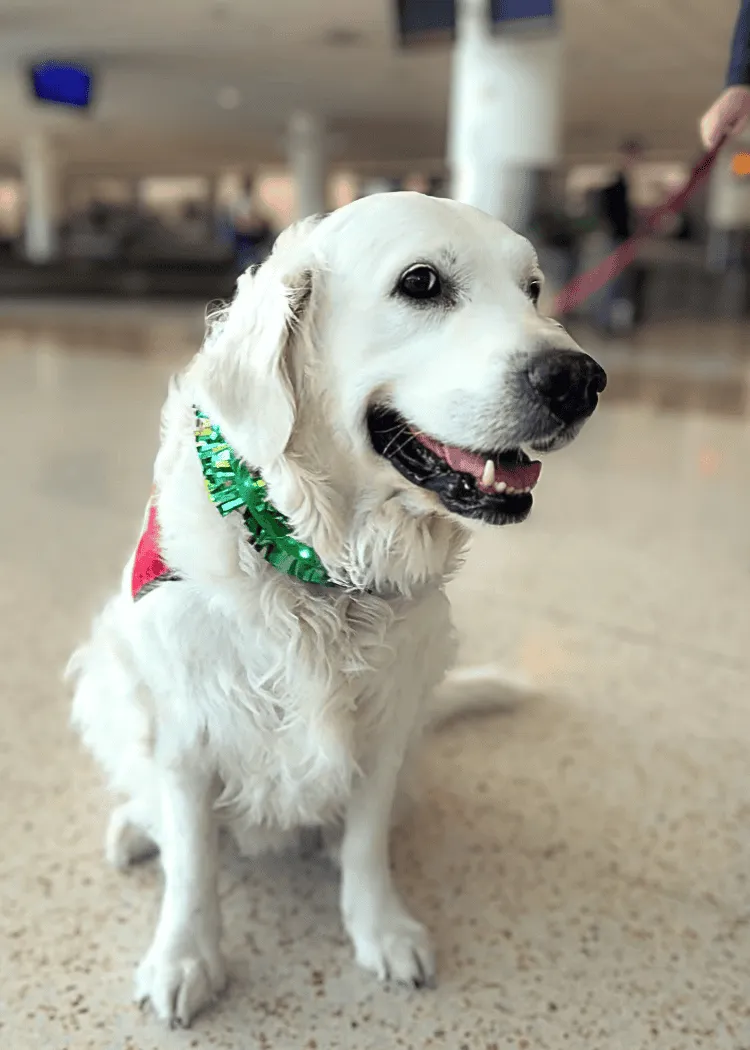 Sunny - English Golden Retriever