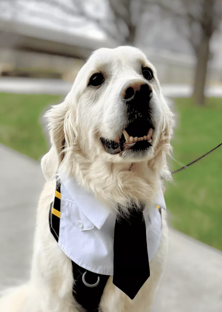 Ted - Golden Retriever