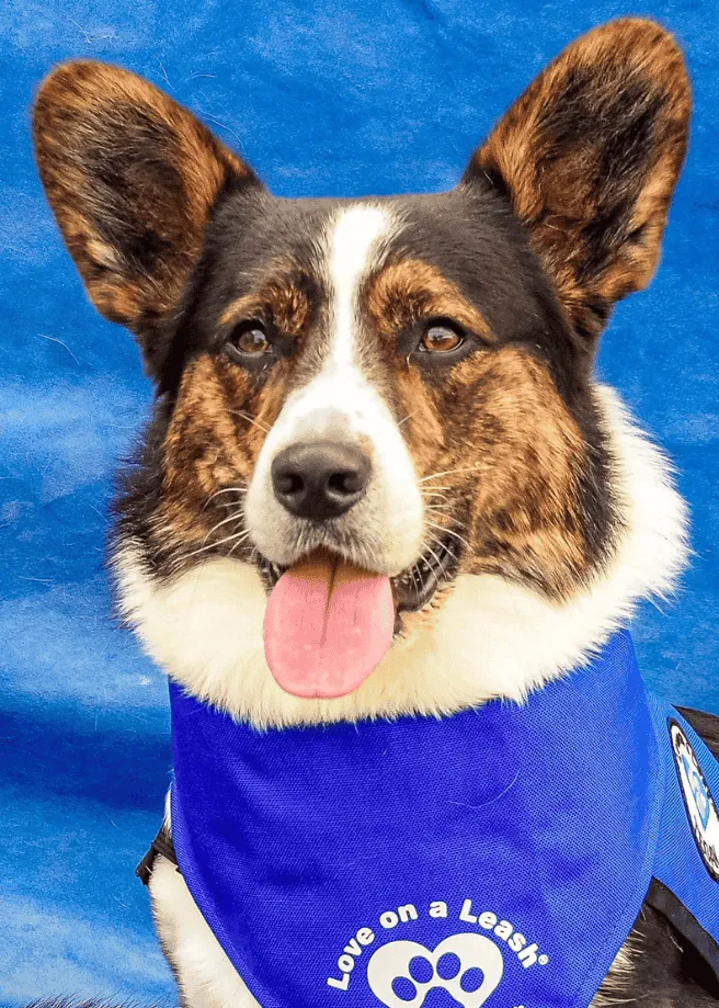 Tegan - Cardigan Welsh Corgi