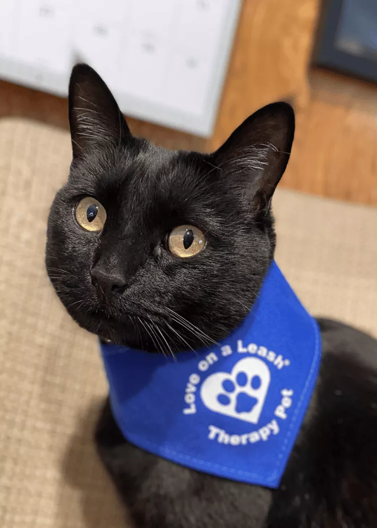 Theo - Domestic Shorthair Cat