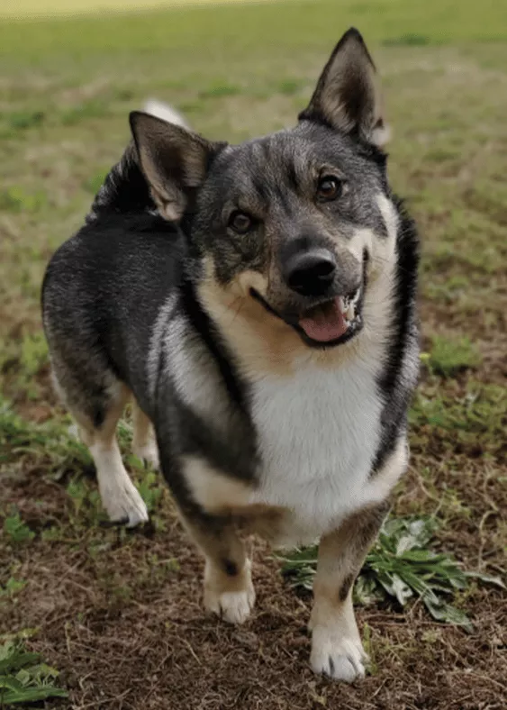 Theo - Swedish Vallhund