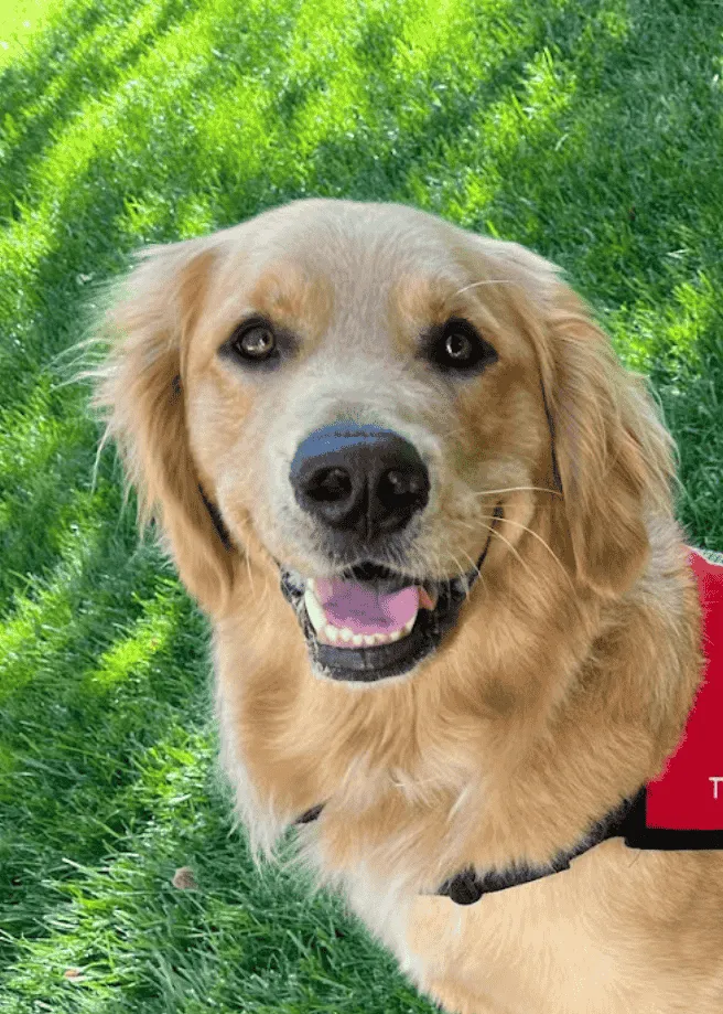 Willard - Golden Retriever